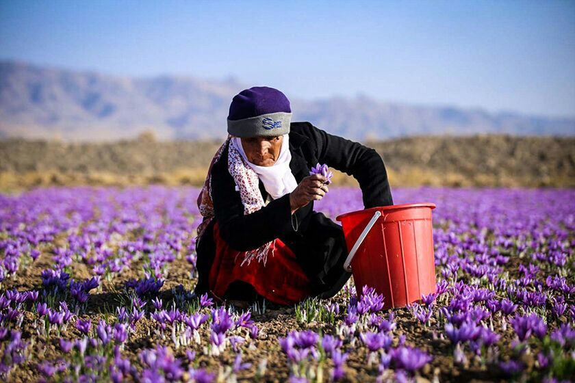 آغاز برداشت زعفران از ۶ هزار کشتزار تایباد