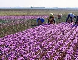 آغاز برداشت طلای سرخ از مزارع خراسان جنوبی