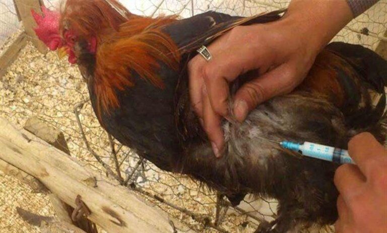 واکسیناسیون پرندگان مقابل بیماری نیوکاسل