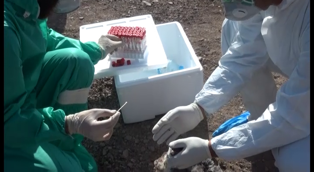 مانور مقابله با بیماری آنفلوآنزای پرندگان در بردسیر
