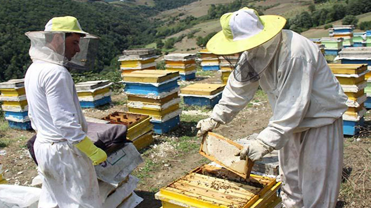 صادراتی به رنگ عسل