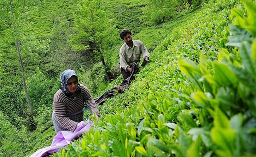 احیای بیش از پنج هکتار از باغات چای استان مازندران