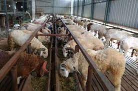 افزایش غیر منطقی قیمت گوشت در خراسان جنوبی تخلف است