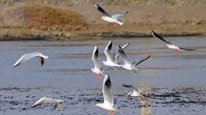 مورد مثبت آنفلوانزای پرندگان در مهاباد مشاهده نشد