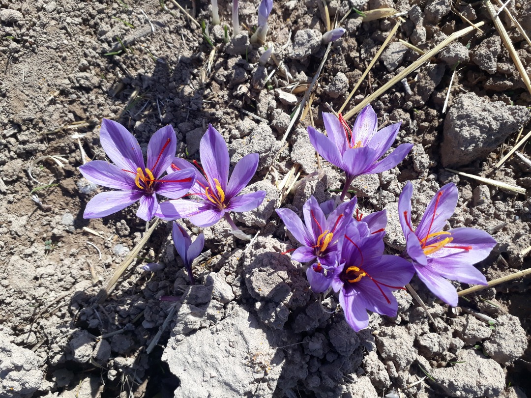 خودنمایی طلای سرخ در بیضا