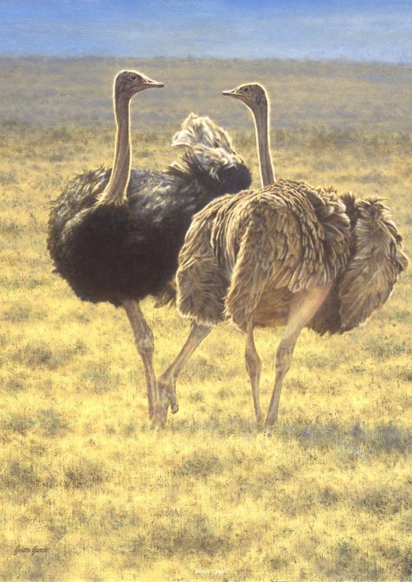 رونق پرورش بزرگترین پرنده دنیا، شترمرغ، در گیلان