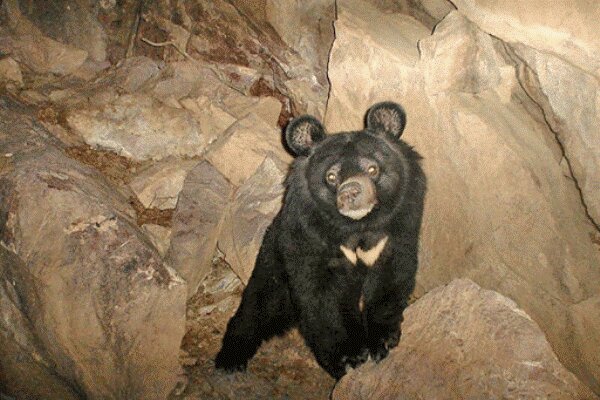 زنده گیری خرس سیاه در بخش فاریاب شهرستان رودان
