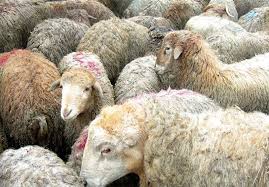 تلف شدن ۱۰۰راس گوسفند بر اثر مسمومیت با آب شرب در ارسنجان