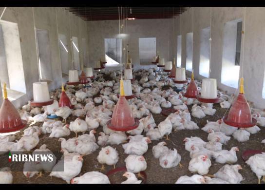 جریمه  ۲۲ میلیارد ریالی واحد پرورش مرغ در آذربایجان‌شرقی