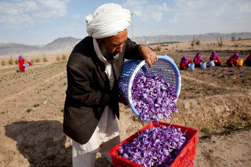 چه محصولی جایگزین کشت خشخاش در افغانستان می‌شود؟