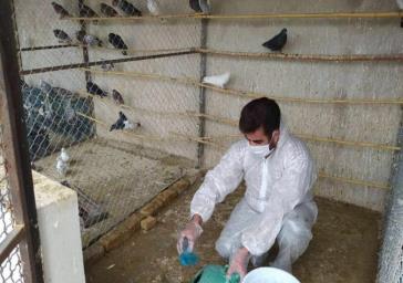 واکسیناسیون رایگان ۳ هزار کبوتر و طیور بومی در قاینات