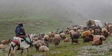 عشایر آذربایجان‌غربی روزانه ۹۱ تن نهاده دامی دریافت می‌کنند