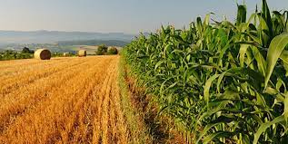 نقش مهم بخش خصوصی در کشاورزی قراردادی