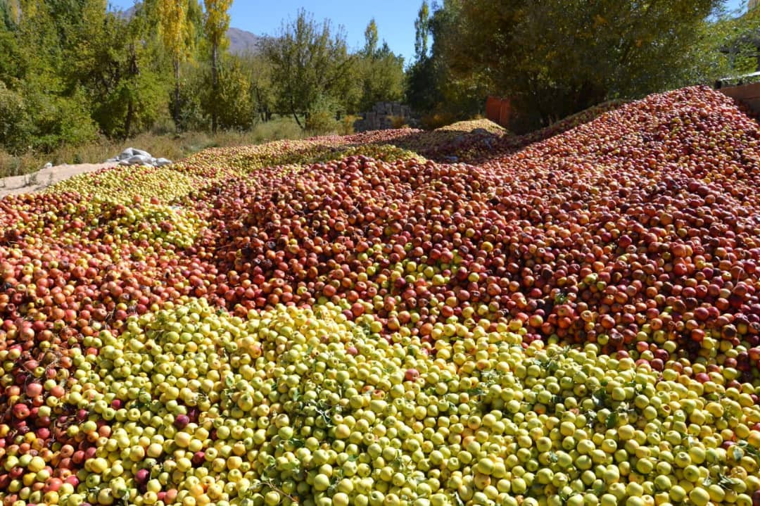 خریداری ۳ هزار تن سیب صنعتی در سپیدان