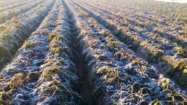 خسارت میلیاردی سرما به تولیدات گیاهی خراسان رضوی