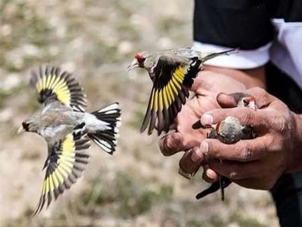 دستگیری صیاد پرندگان زینتی در طارم