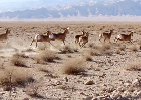 اجرا طرح سرشماری زمستانه وحوش در استان همدان