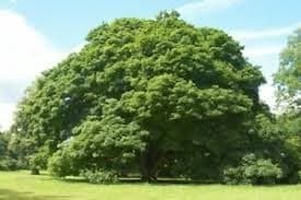 نابودی ۳۰ هزار اصله درخت در انگلیس