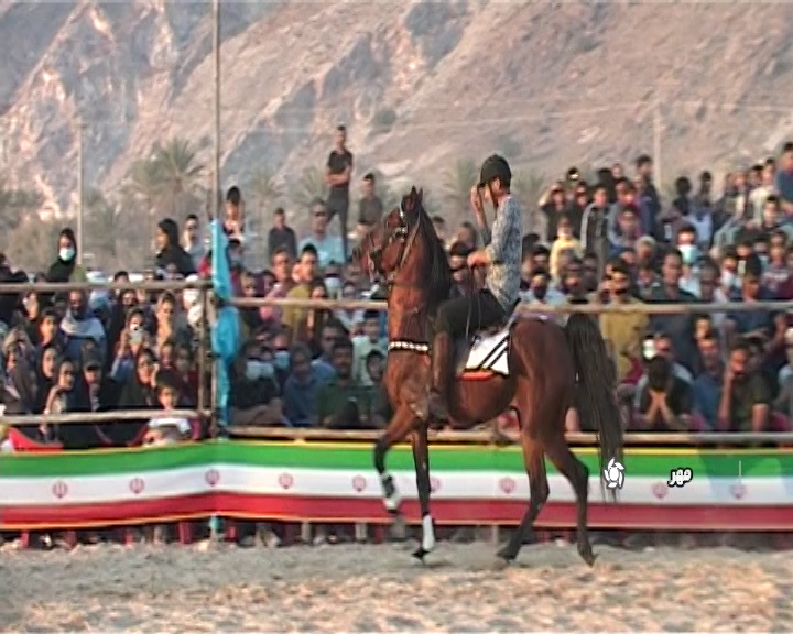 حرکات نمایشی اسب‌های ایران در نخلستان مهر