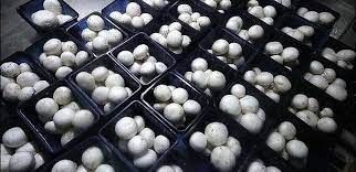 تولید ۴۵۰ تن قارچ در خراسان جنوبی