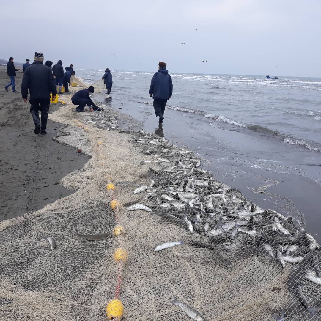 افزایش ۳۹ درصدی صید ماهی از دریای خزر در گیلان