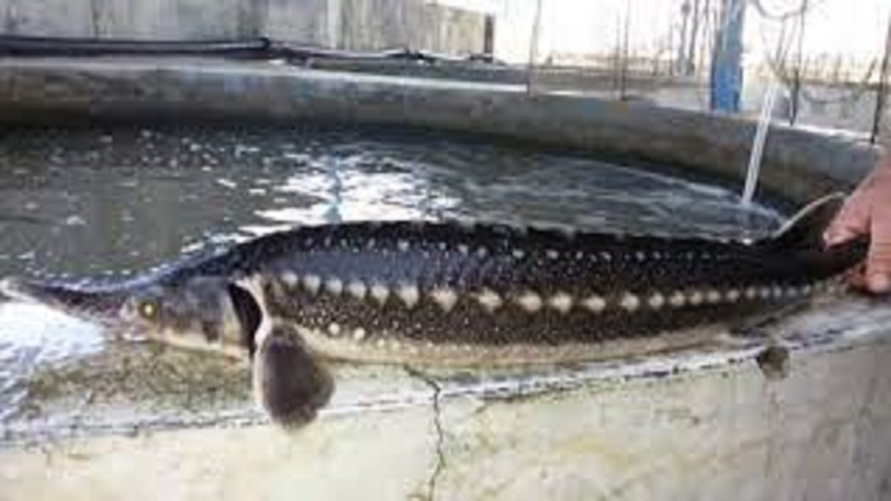 پیش بینی تولید ۲۹ تن ماهی خاویاری در استان قزوین