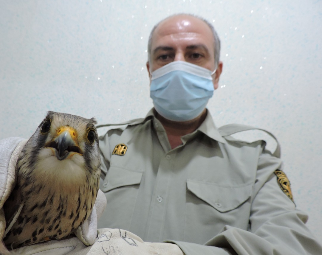 دستگیری قاچاقچی پرنده شکاری حمایت شده در رودبار