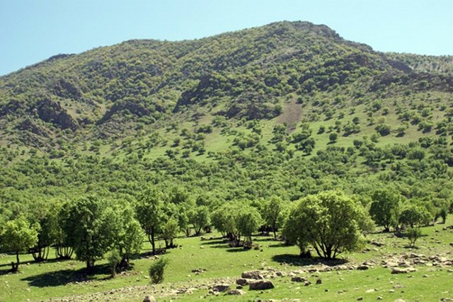 احیا سالانه حدود ۱۰۰۰ هکتار از جنگل‌های کرمانشاه