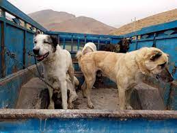 عملیات زنده‌گیری ۸۰ قلاده سگ بلاصاحب در مهاباد