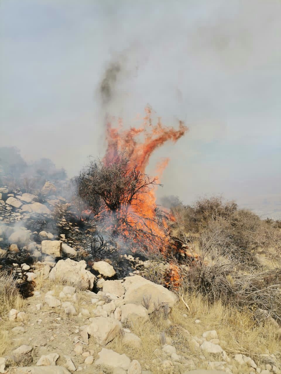 مهار آتش در ارتفاعات دراک شیراز