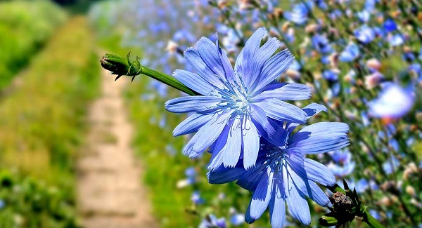 عرق گیاه کاسنی چه خواصی دارد؟