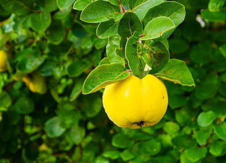 «به» میوه ای زمستانی با خاصیت درمانی