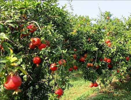 دستگیری سارقان باغ‌ها در گچساران