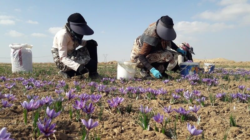 درآمد بیش از ۶۳ میلیارد تومان برای زعفران کاران نیشابوری