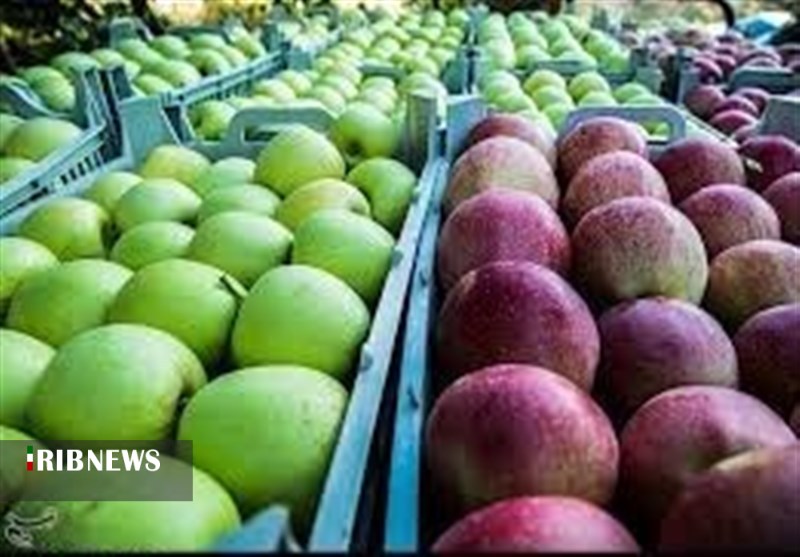خرید ۴۱ هزار تن سیب صنعتی در آذربایجان غربی