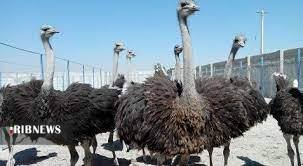 رتبه پنجم استان همدان در پرورش شتر مرغ در کشور