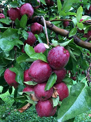 صادرات ۱۵۰ هزار تنی سیب درختی از آذربایجان غربی