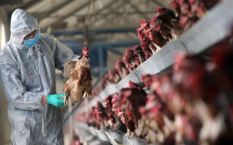 معدوم سازی بیش از ۱۵ هزار قطعه مرغ آلوده در خلخال