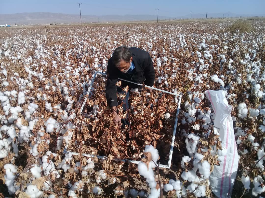 برداشت پنبه از مزازع جغتای