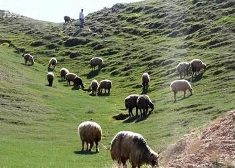 فردا آخرین مهلت تمدید پروانه چرای دام در گیلان