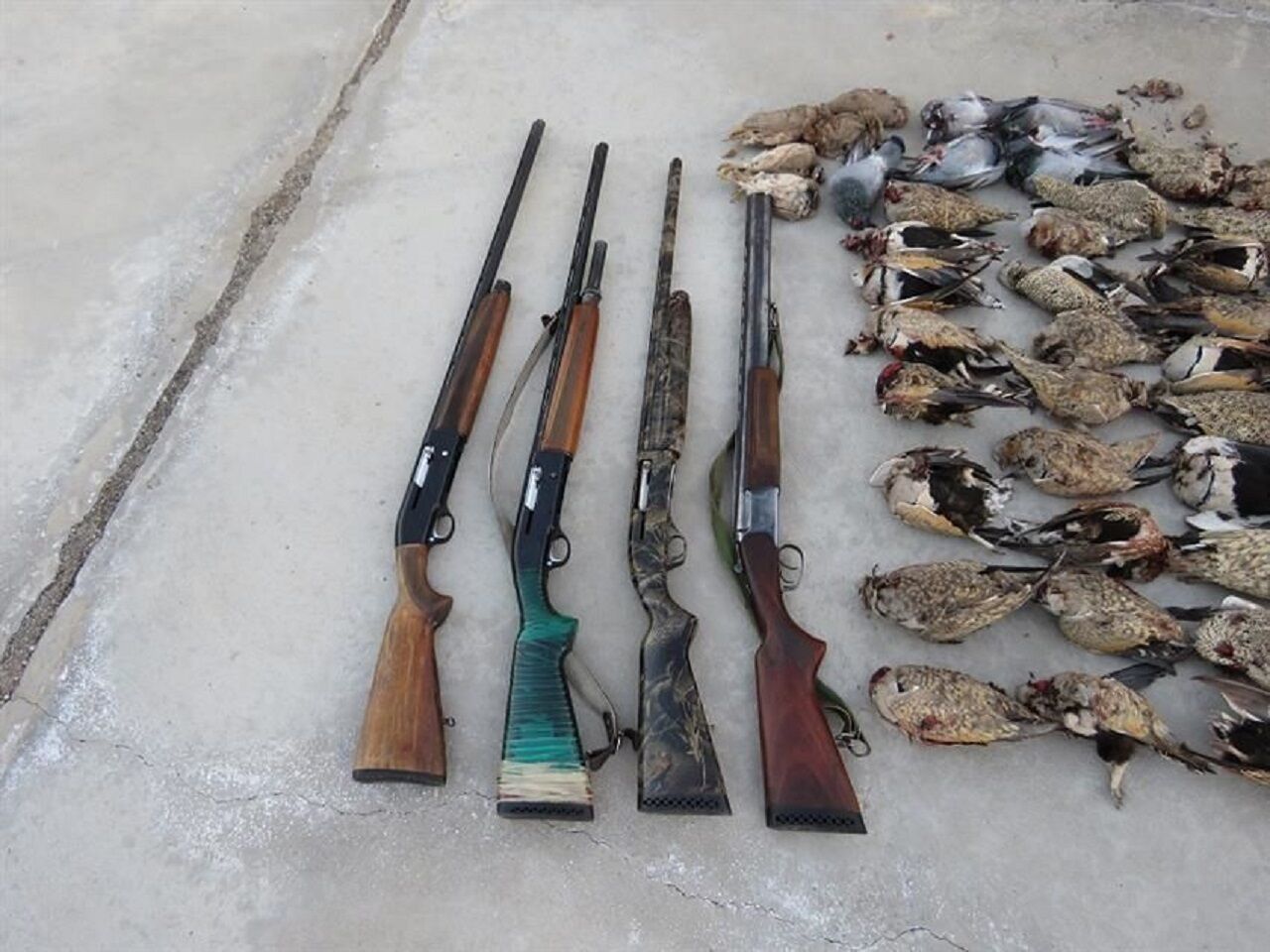 دستگیری ۶ شکارچی متخلف در بویراحمد
