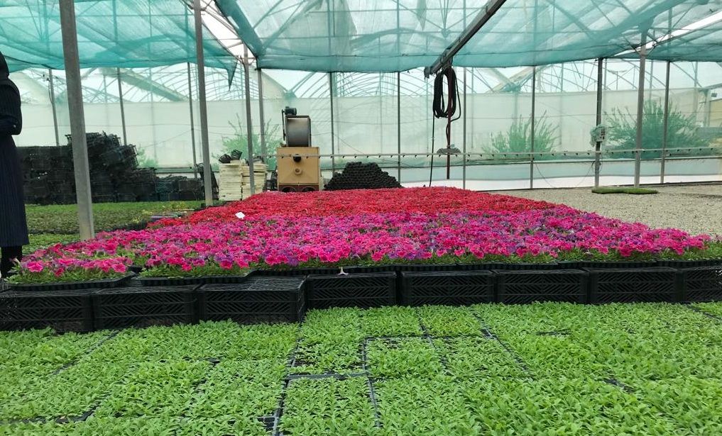 تولید گل فصلی در مجتمع گلخانه‌ای سرخون بندرعباس