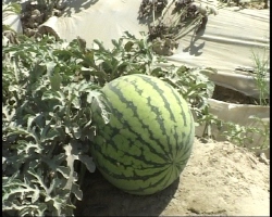 برداشت هنداونه از سطح ۷۰۰ هکتار از مزارع شهرستان بمپور