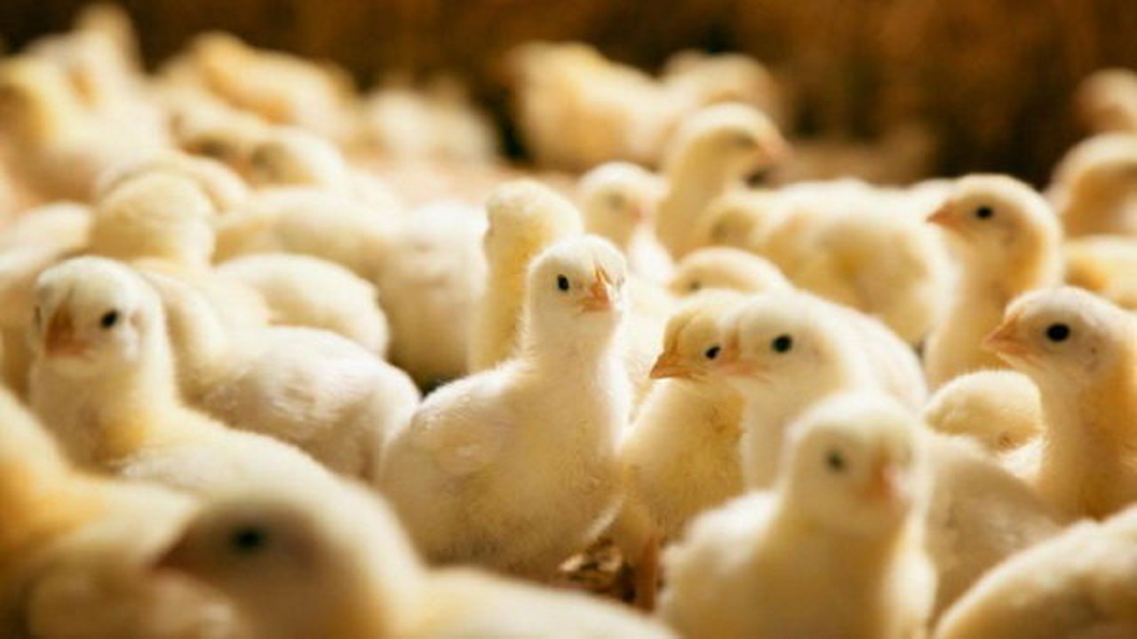 افزایش ۱۳ درصدی جوجه ریزی برای تامین گوشت مرغ در زنجان