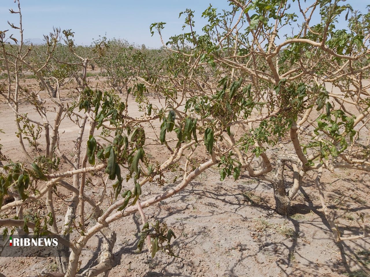 سرما زدگی محصول پسته شهرستان انار