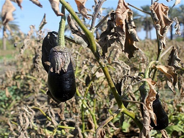 خسارت ۲۰۰ میلیارد تومانی سرما به محصولات باغی و کشاورزی استان قزوین