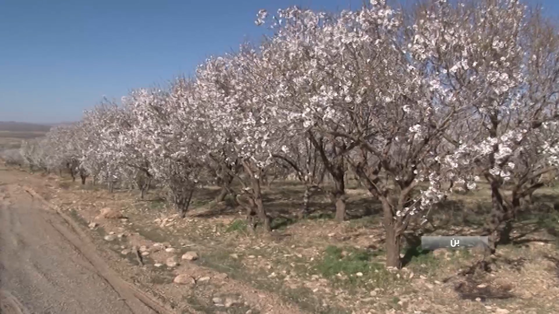 خسارت 500 میلیاردی سرمازدگی به باغات بن