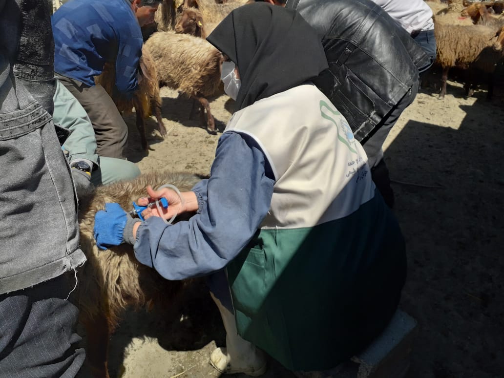 ویزیت و درمان دام توسط گروه جهادی شهرستان درگز
