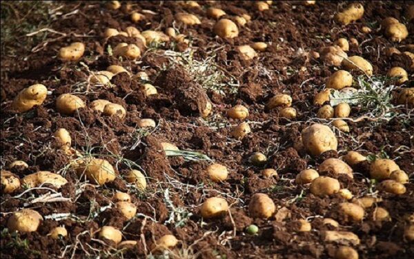 تولید سالانه سه میلیون ریز غده بذر سیب زمینی در اردبیل