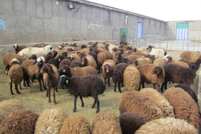 انتقاد دامداران سبزوار به مصوبه ممنوع شدن خروج دام زنده از شهرستان